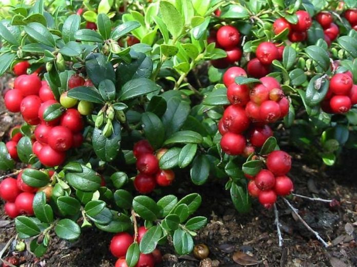 Lingonberry harvest