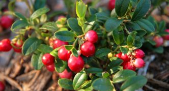 Lingonberry variety Coral