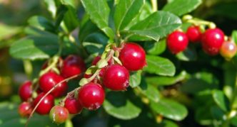 Lingonberry variety Suzy