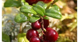 Lingonberry variety Kostromichka