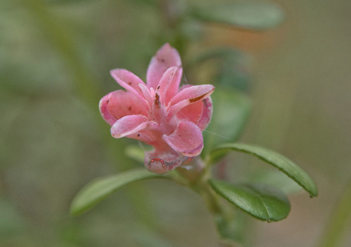 Exobasidiosis berry