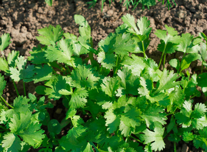 planting parsley in the garden