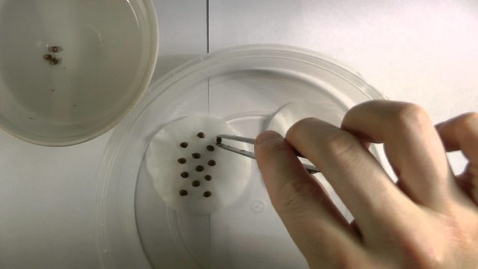 Basil seed soaking