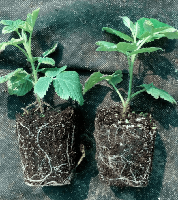 Raspberry seedlings