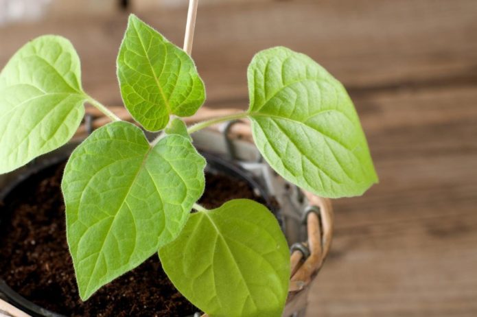 Physalis seedlings