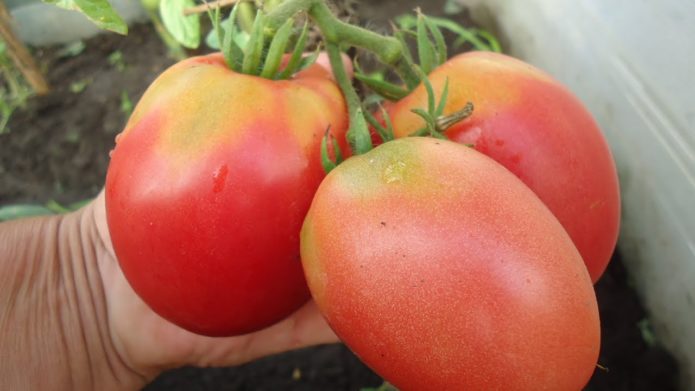 Tomato variety Altayechka