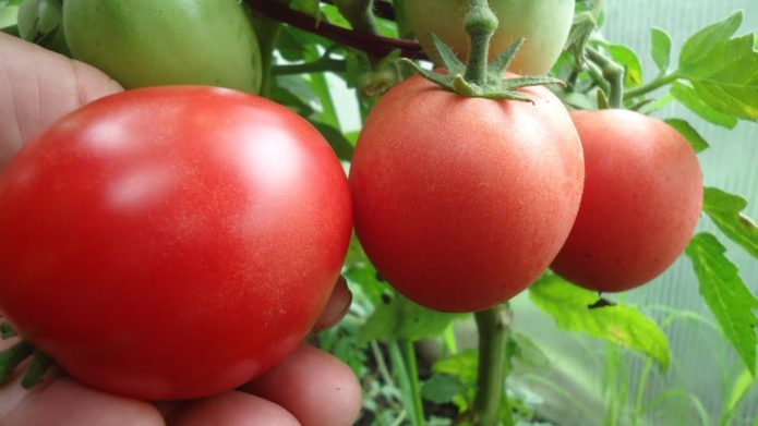 Tomato variety Demidov