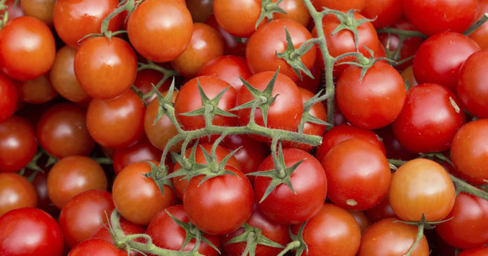 Tomato variety Red Riding Hood