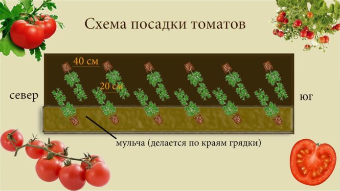 Planting scheme for standard tomatoes