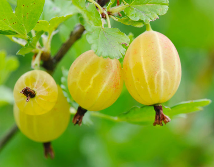 Gooseberry berries Russian yellow