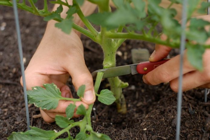 Removing the lower leaves from a tomato