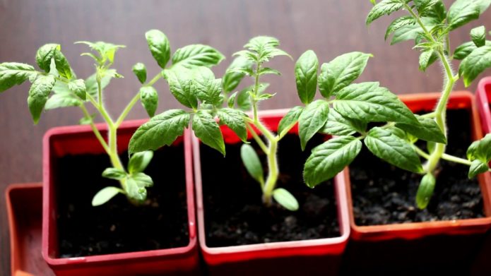 Seedlings of standard varieties of tomatoes