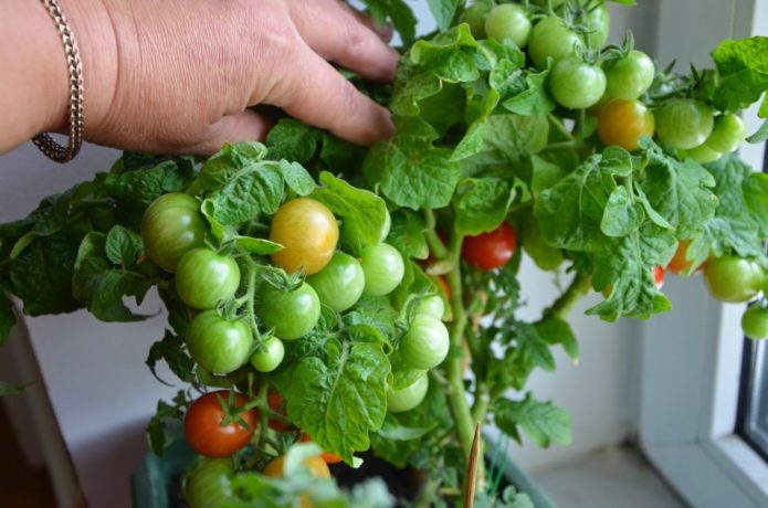 Tomato variety Snegiryok