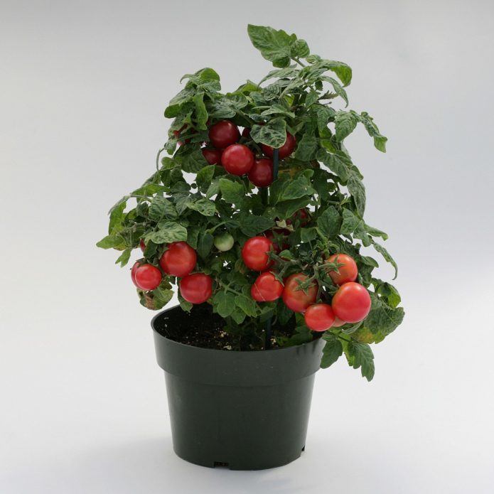 Standard potted tomato