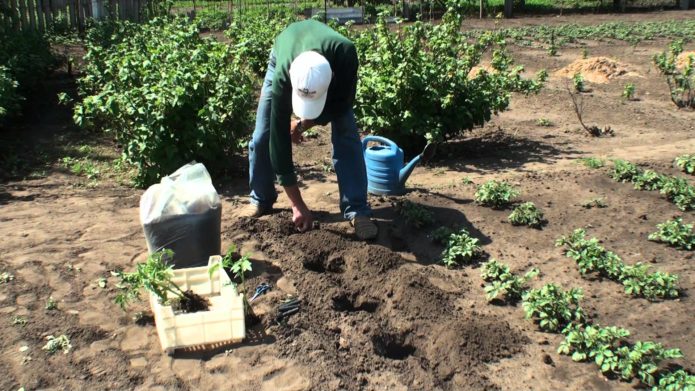 Planting tomatoes in open ground