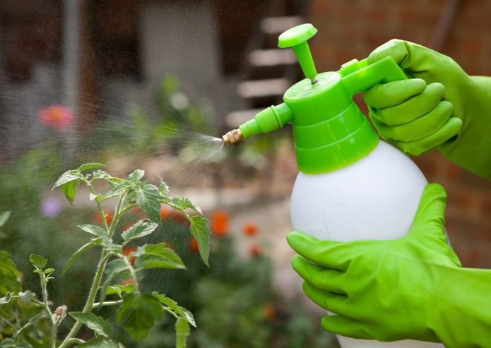 Spraying tomatoes