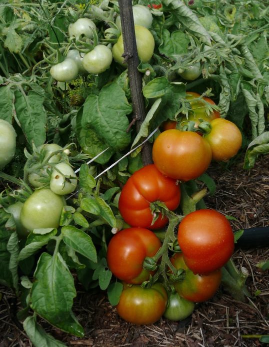 Tomato variety Siberian early ripening