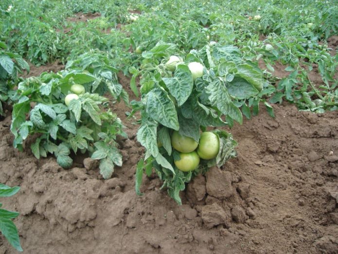 Hilled standard tomatoes