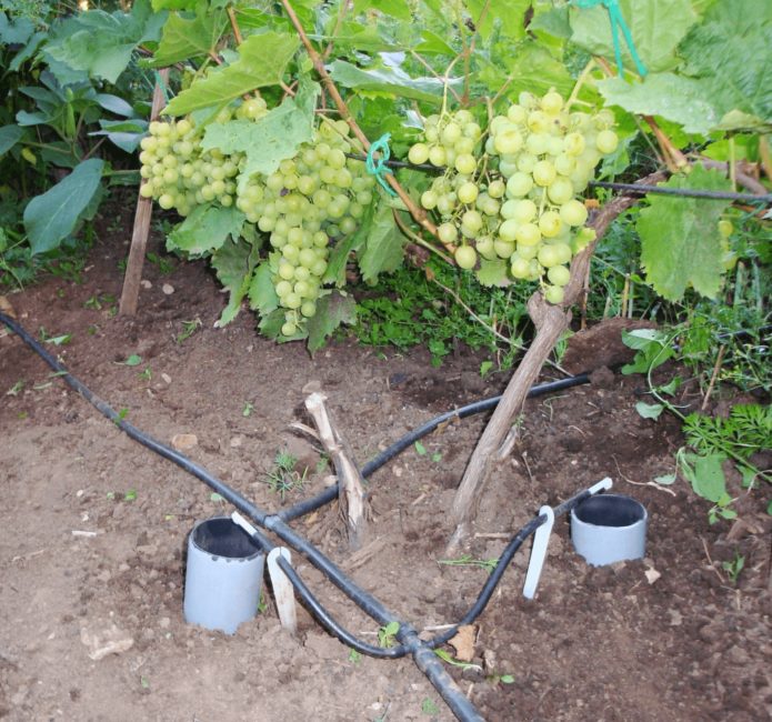 Watering the grapes