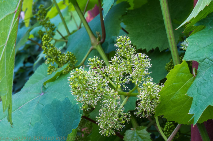 Flowering grapes