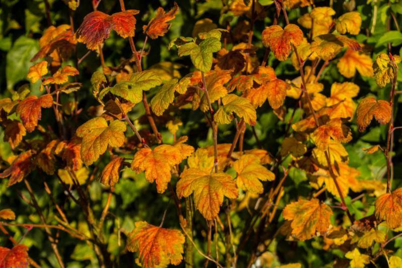 Preparing currants for winter: complex autumn feeding