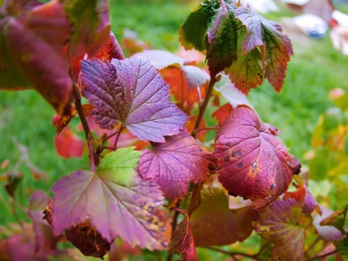 Autumn currant