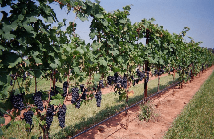 Vine plantation