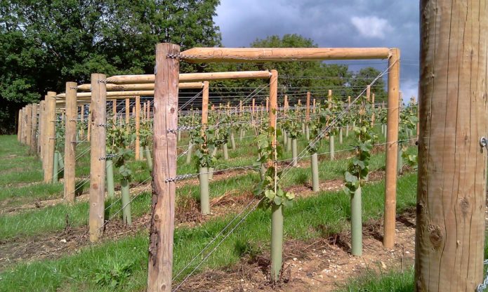 Grapes on a trellis