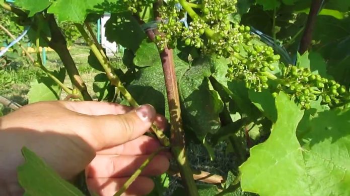 Grape picking