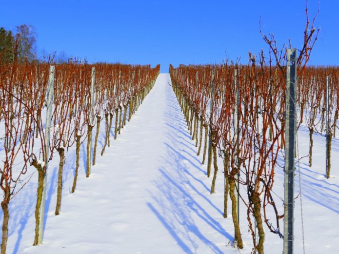 Vineyard in winter