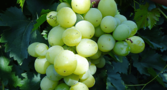 Argus grape variety