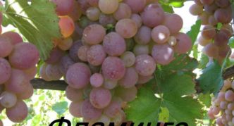 Flamingo grape variety