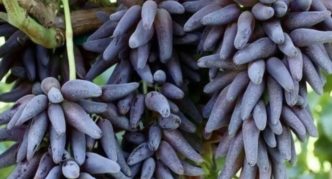 Grape variety Witch's fingers