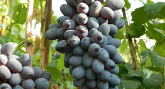 December grape variety