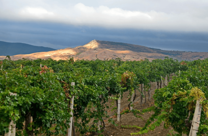 Grapes in Crimea