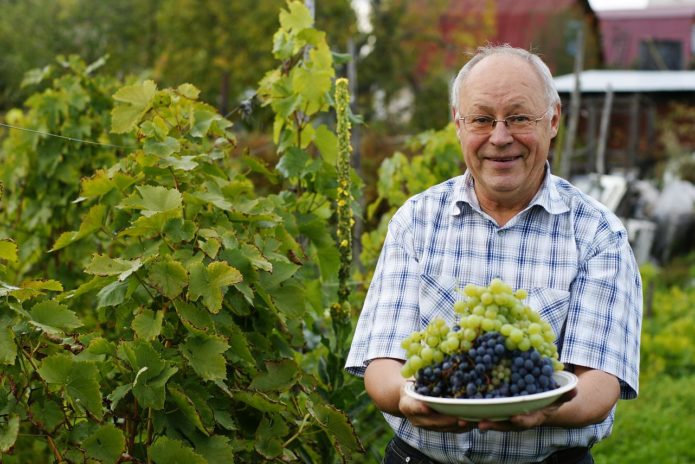 Grapes in Siberia