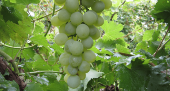 Druzhba grape variety