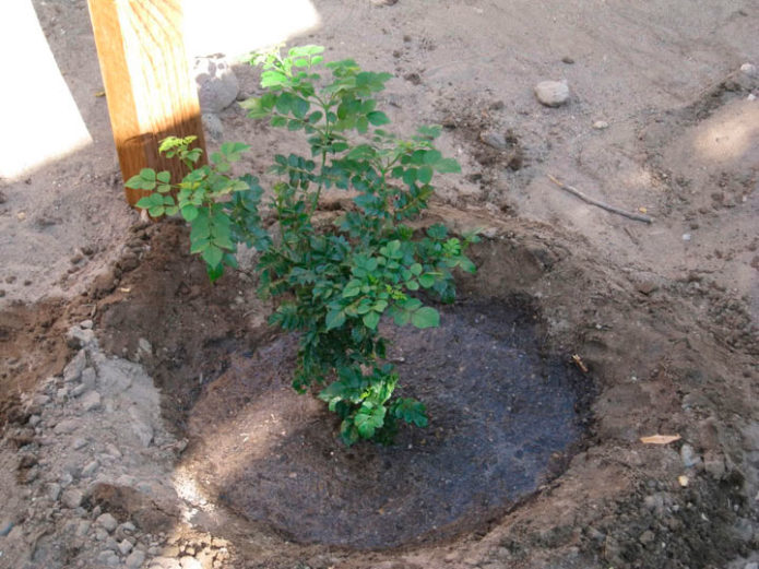 Planting honeysuckle