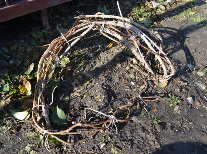 preparing clematis for shelter