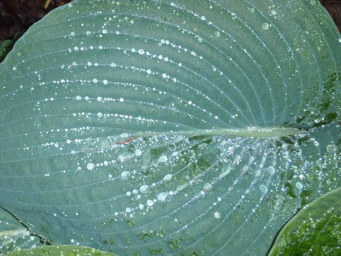 watering hosts