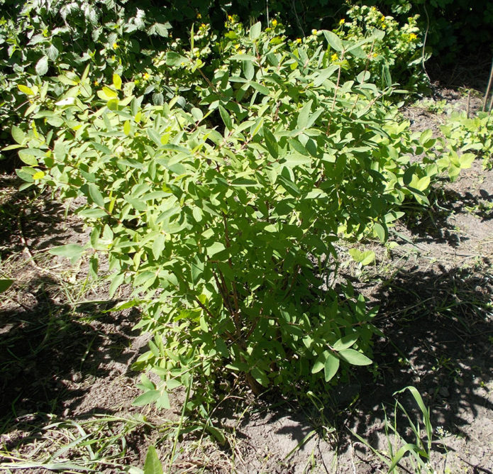 Honeysuckle bush Blue spindle