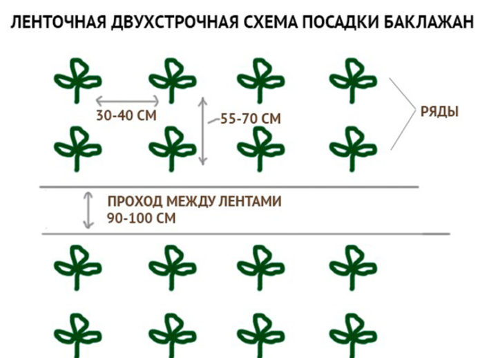 Planting scheme eggplant Clorinda F1