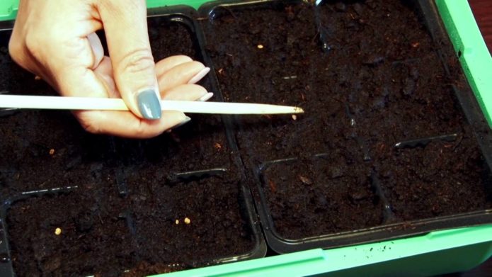 Sowing eggplant seeds