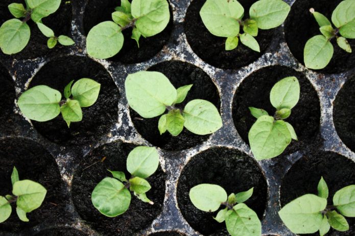 Seedling eggplant