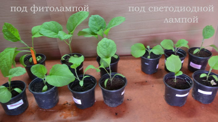 Eggplants grown under a phytolamp and under an LED lamp