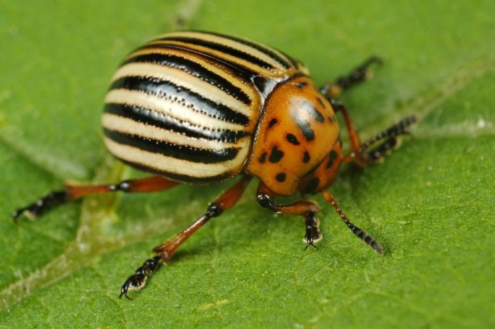 Colorado potato beetle on an eggplant leaf