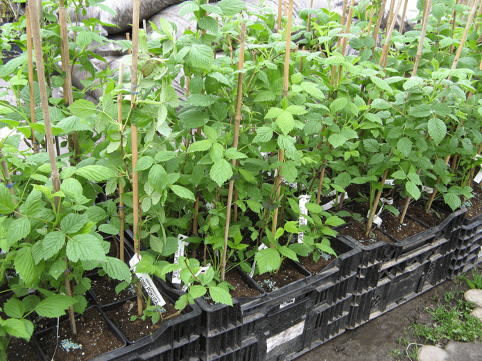 Raspberry seedlings