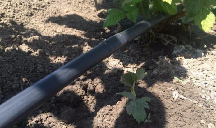 Drip irrigation of raspberries