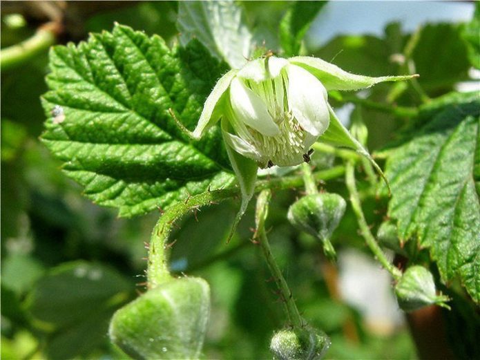 Raspberry blossom