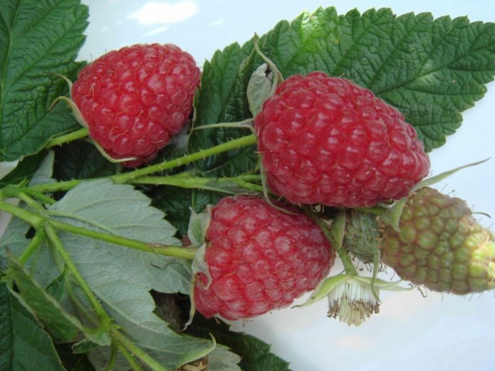 Raspberry varieties Brusvyana